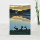 Search for bull elk cards Colorado