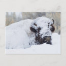 Search for ken postcards Wildlife