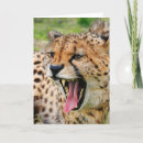 Search for cheetah cub cards Animal
