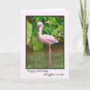 Search for pink flamingo birthday cards Nature
