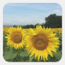 Search for sunflower fields stickers Nature