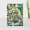 Search for amur cards Animals
