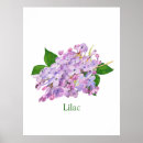 Search for lilac flower posters Botanical