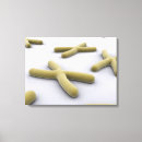 Search for gene art Chromosome