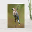 Search for cedar cards Wildlife