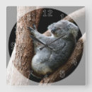 Search for koala clocks Tree