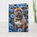 Search for staffordshire bull terrier birthday cards Staffy