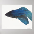 Search for betta art Sea