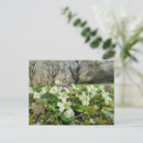 Search for violet spring flower postcards Pink
