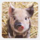 Search for little piglet stickers Baby pig