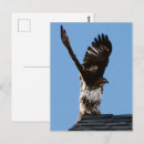 Search for winged postcards Nature