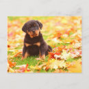 Search for rottweiler puppy postcards Black