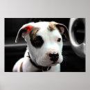 Search for bull terrier art Pitbull