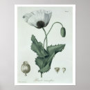 Search for papaver art Fine