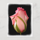 Search for borders postcards Roses