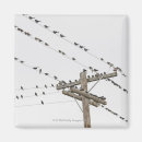 Search for electrical photography Outdoors