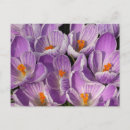 Search for crocuses postcards Croci