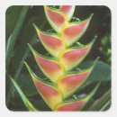 Search for heliconia stickers Colourful