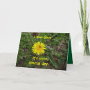 Search for bee weed Flower