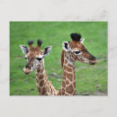 Search for two animals postcards Giraffe