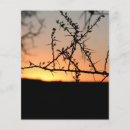 Search for sunsets flyers Photography