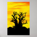 Search for boab tree Baobab