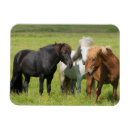 Search for horse ranch magnets Farm