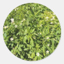 Search for green lower Floral