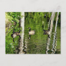 Search for branta postcards Wildlife