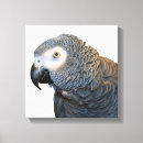 Search for african grey parrots art Pet
