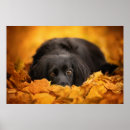 Search for animal posters Fall