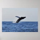 Search for jumping whale posters Wildlife