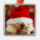 Search for bichon frise christmas tree decorations Animal