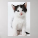 Search for spotted posters Cat