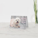 Search for bichon frise christmas cards Dog