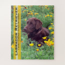 Search for chocolate lab puzzles Dogs