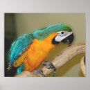 Search for macaw photography Pet