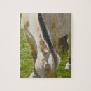 Search for fjord horse Pony