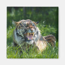Search for roar magnets Cat