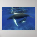 Search for vertebrate posters Animal
