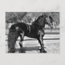 Search for studs postcards Horses
