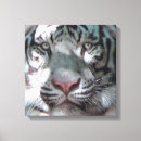 Search for bengal canvas prints Wild animals