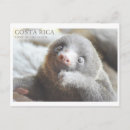 Search for sloth postcards Wildlife