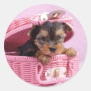 Search for yorkshire terrier stickers Cute