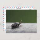 Search for stink bug Entomology