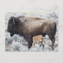 Search for yellowstone bison postcards Calf