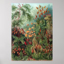 Search for vintage biology posters Plant