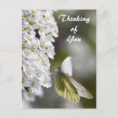Search for thinking of you postcards Butterfly