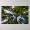 Search for fir tree posters Nature