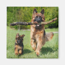 Search for long haired dog magnets Animal